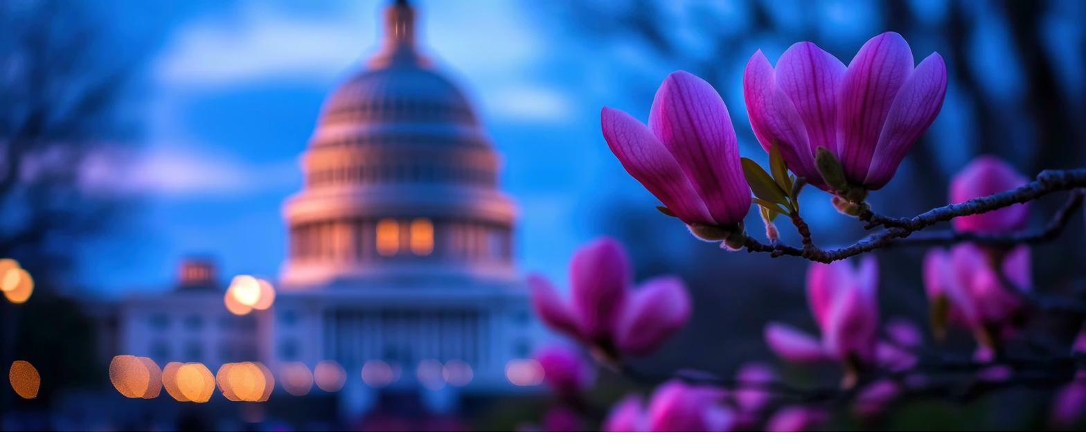 Capitol building with magnolia blossoms